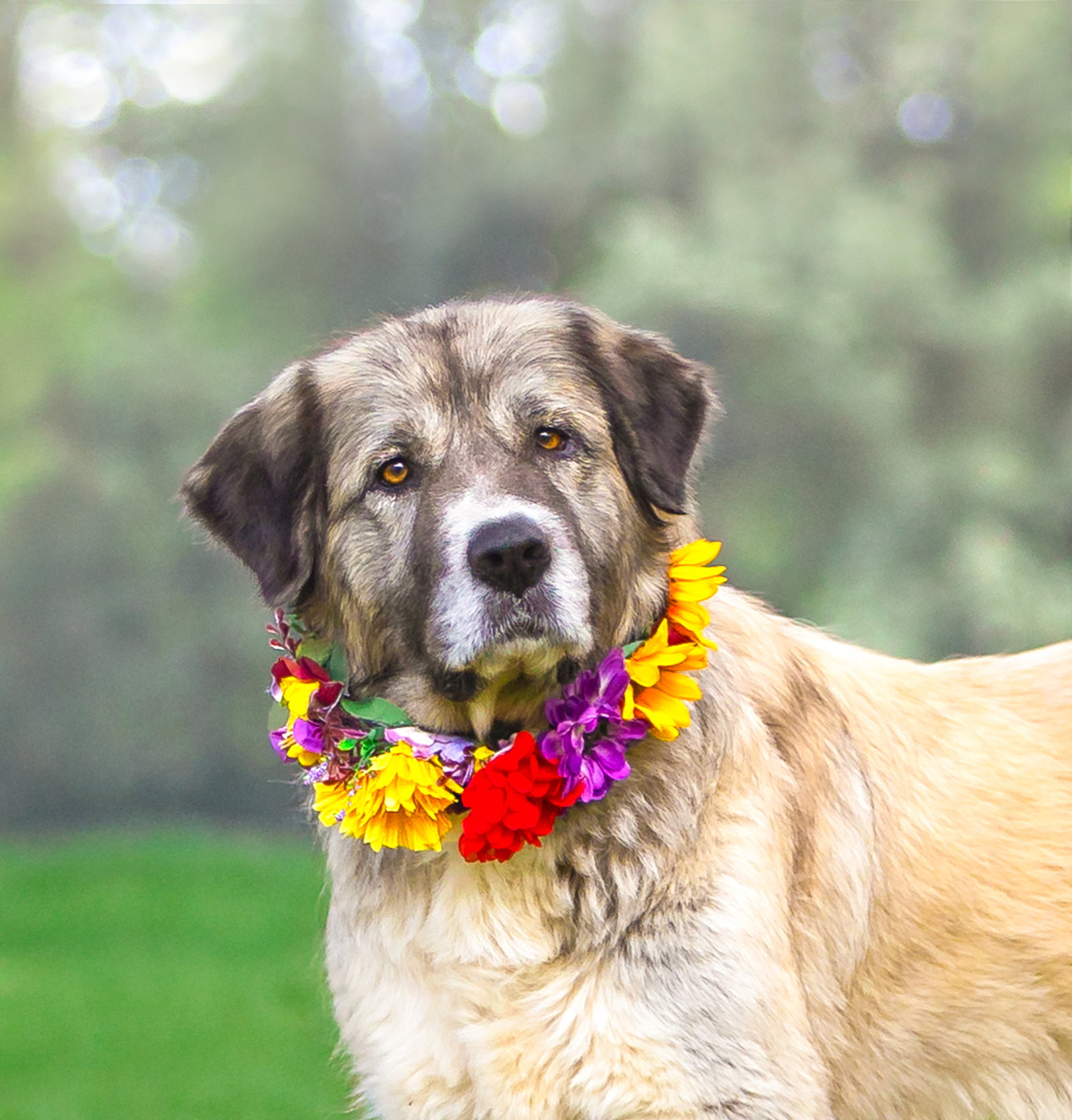 Sadie, Great Pyrenees