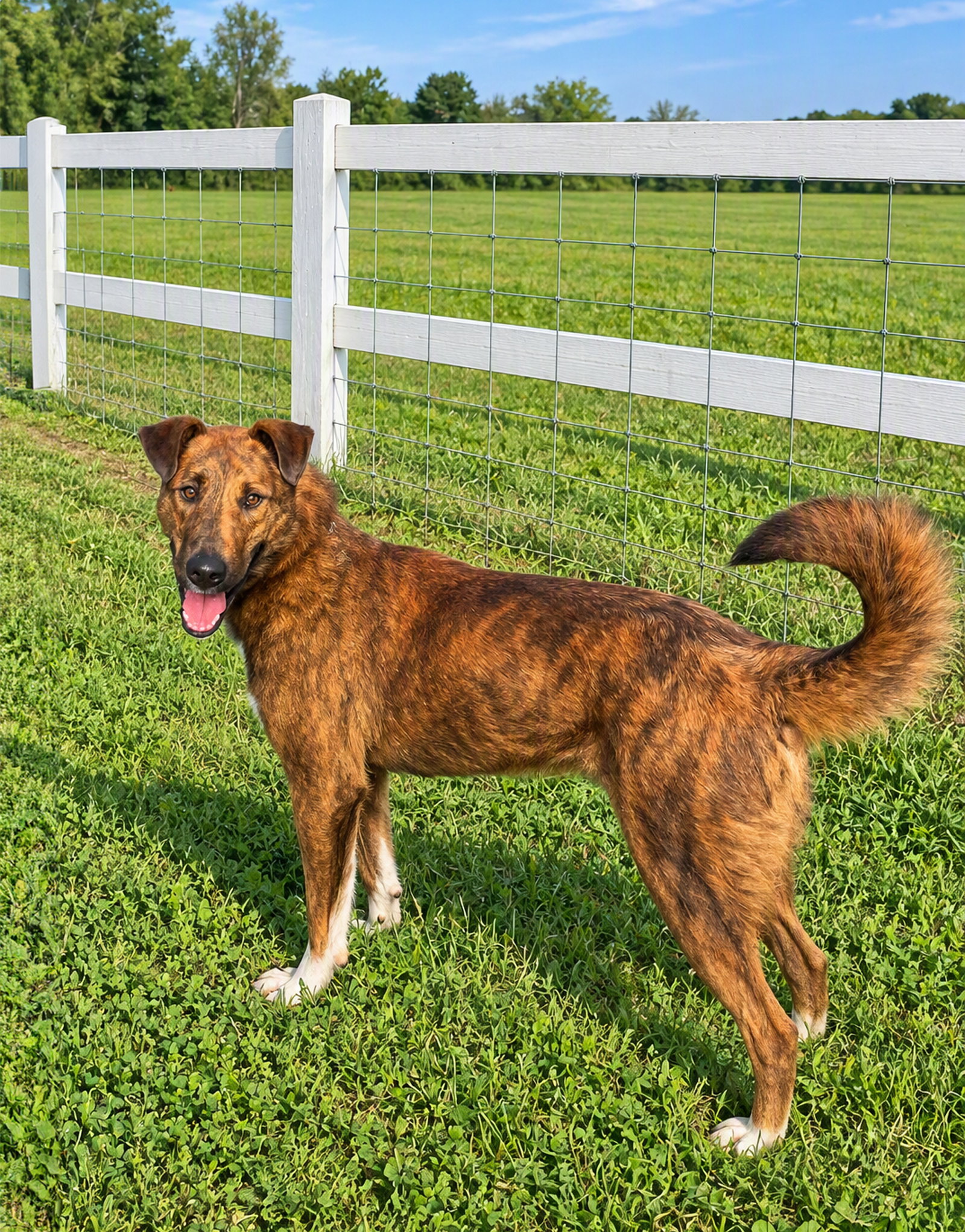 Scout, Smooth Collie