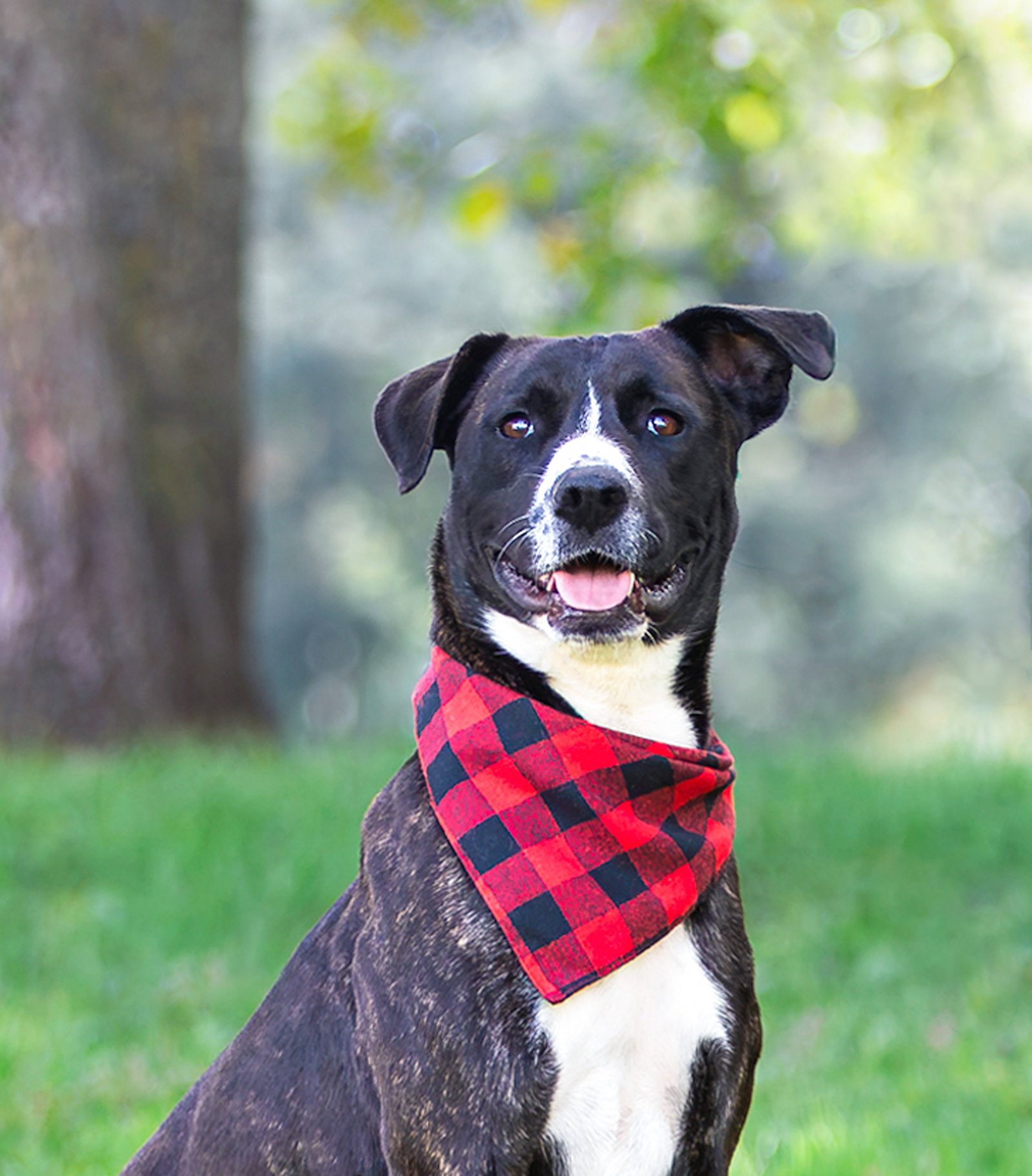 Newt, Labrador Retriever