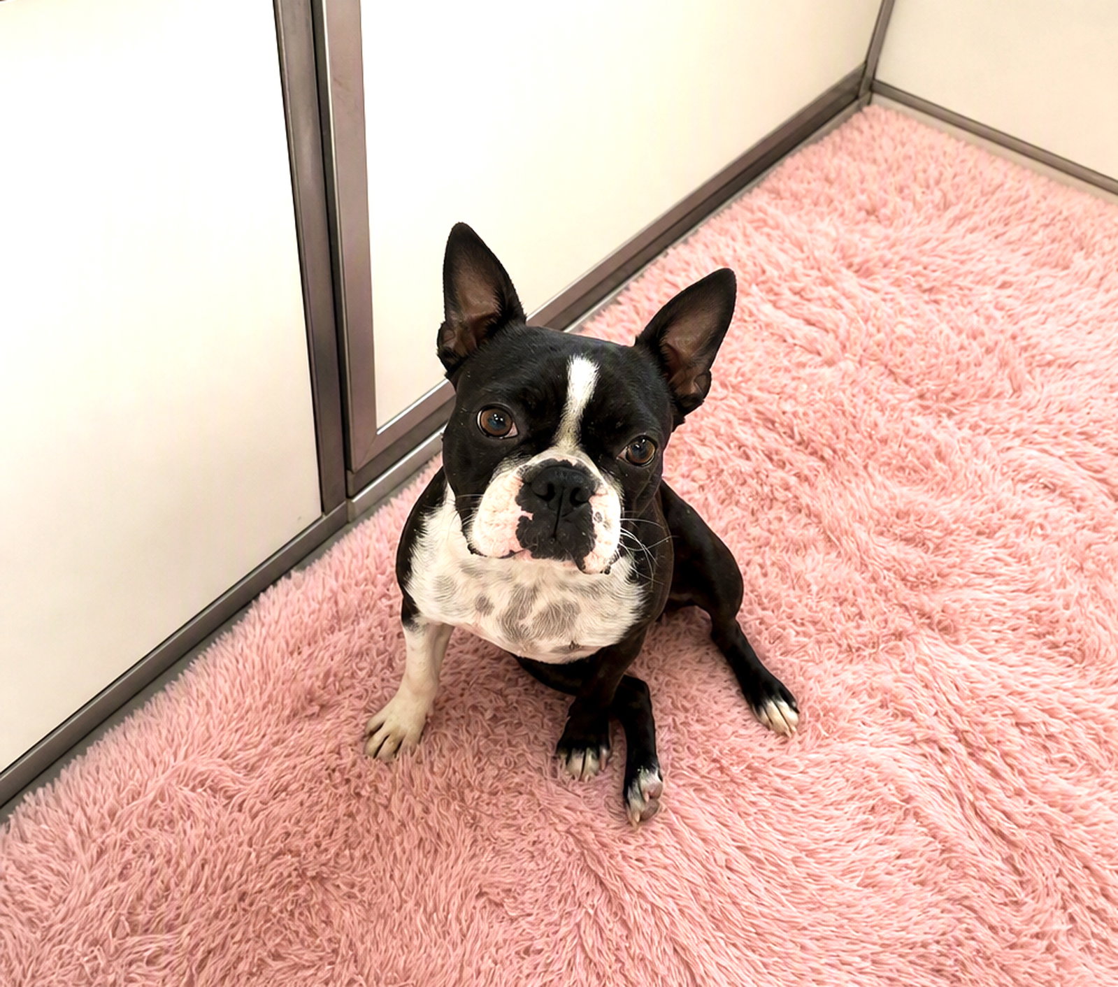 Rosey, dog — photo 1 of 1
