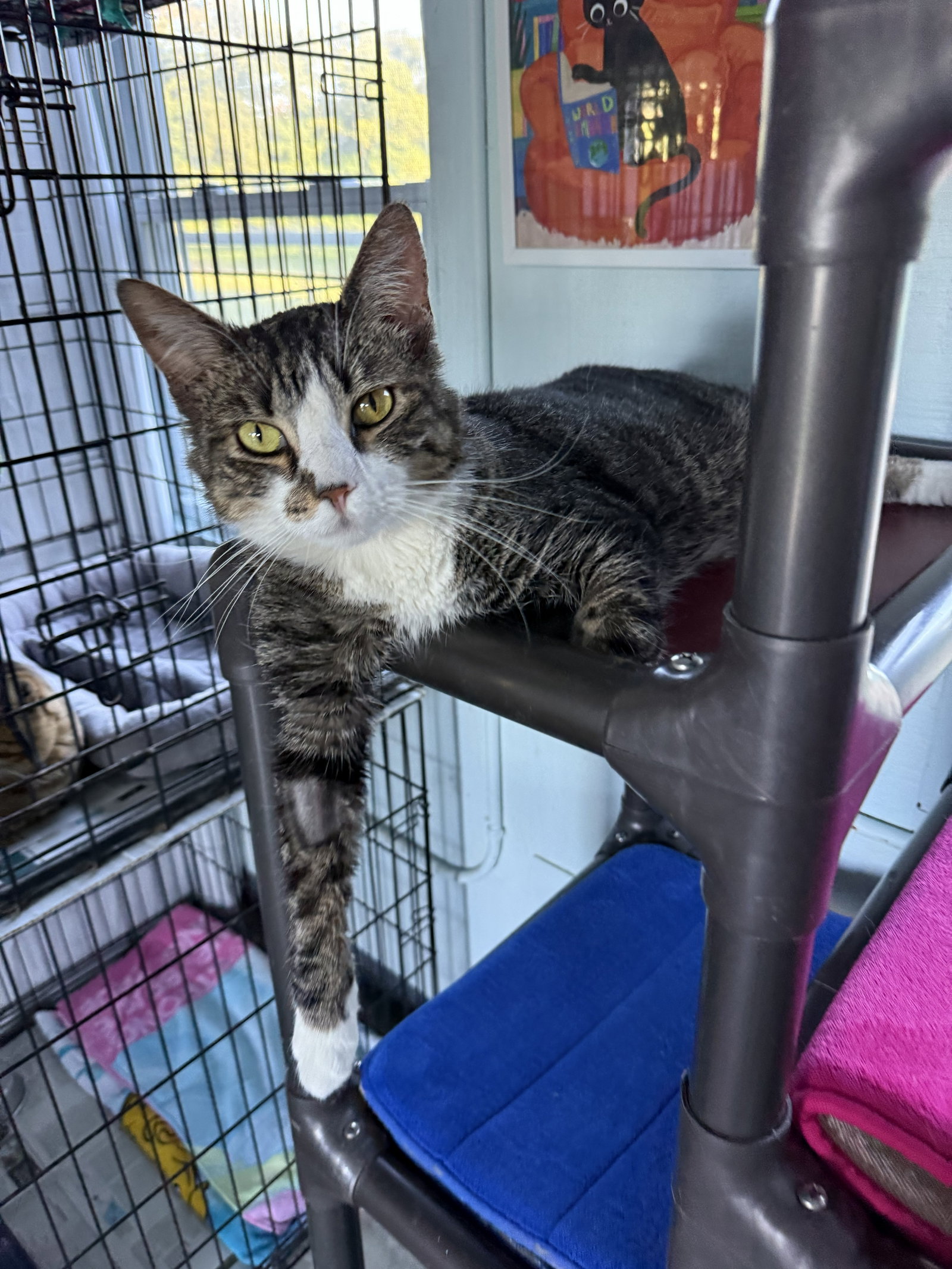 Maxine, Domestic Short Hair