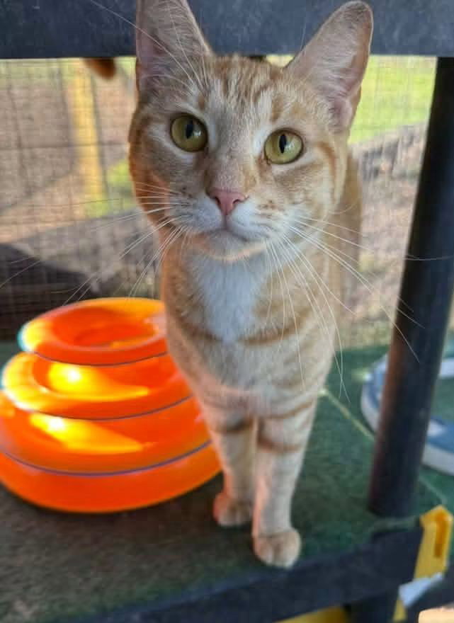 Walker, Domestic Short Hair