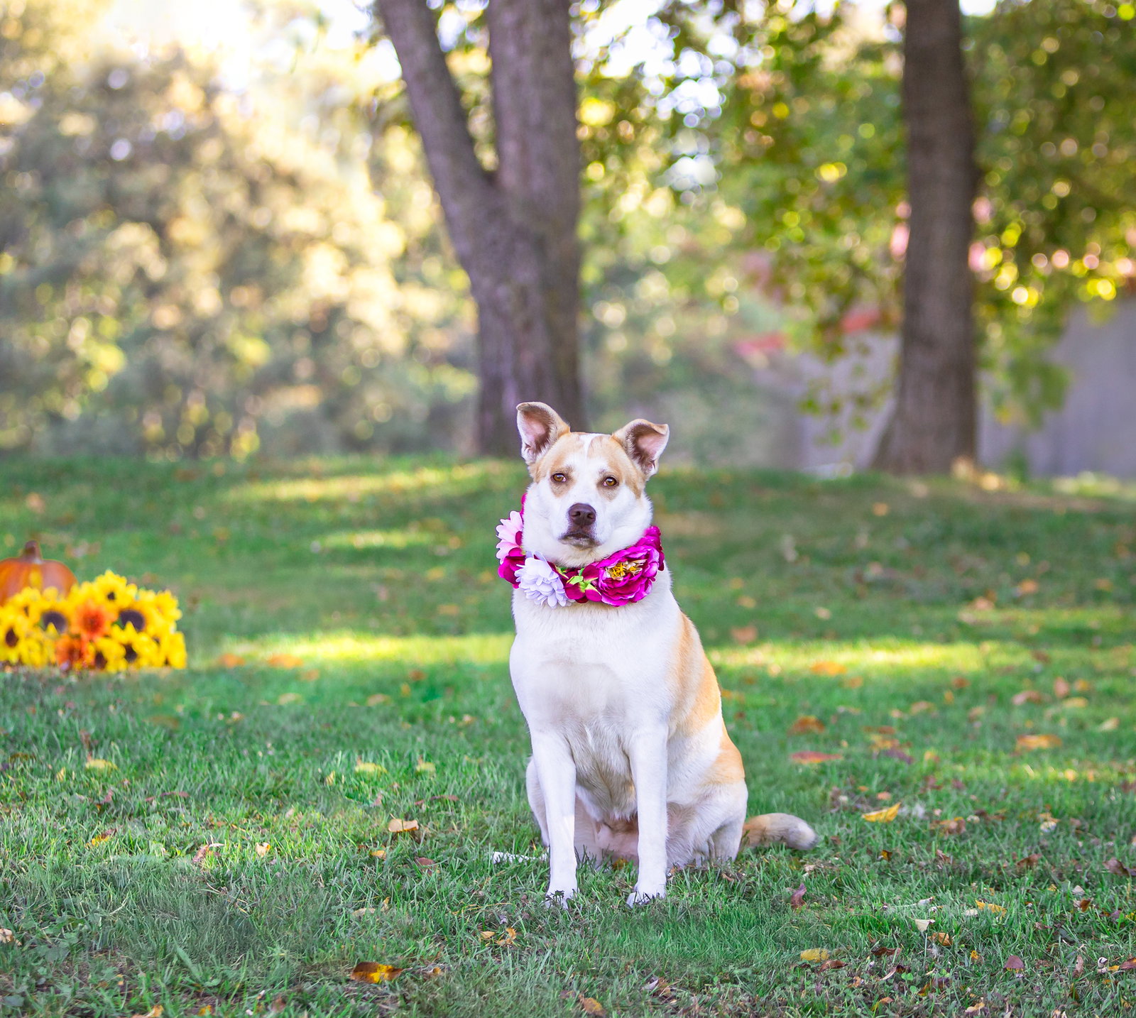 Ginger, photo 8