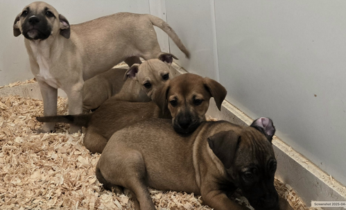 Choc Lab/Feist Pups Girls