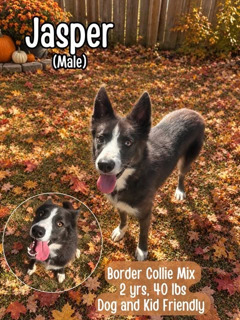 Jasper