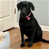 adoptable Dog in semmes, AL named Rosie