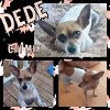 adoptable Dog in  named Dede