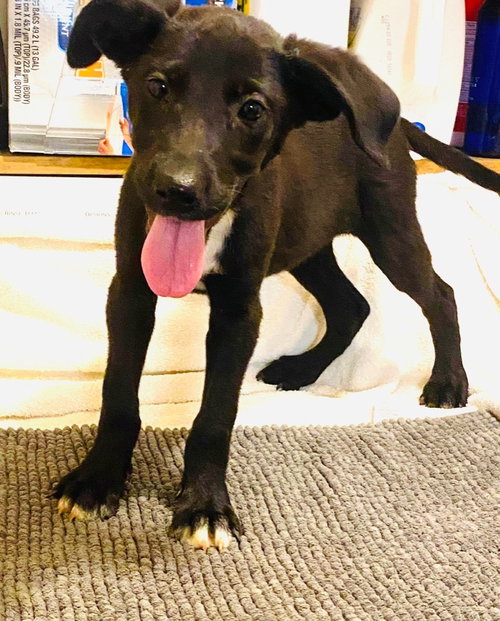 CASSIE - Labrador Retriever available for adoption