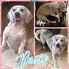 adoptable Dog in Semmes, AL named Bessie