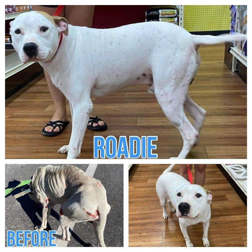 adoptable Dog in Semmes, AL named Roadie