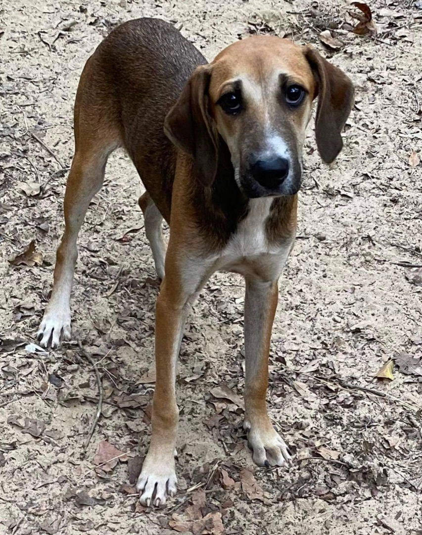 adoptable Dog in Semmes, AL named Kino