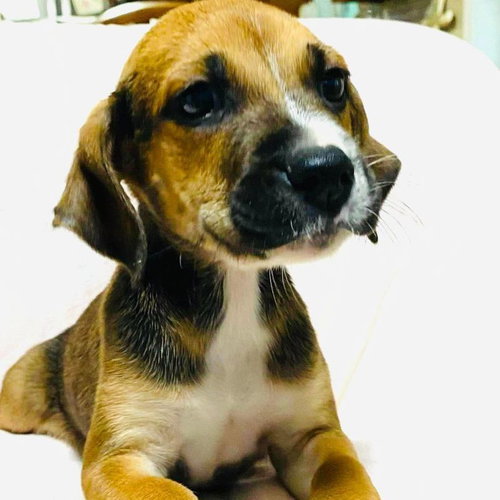 KINO - Harrier / Australian Cattle Dog/Blue Heeler available for adoption