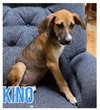 Kino - Photo 3