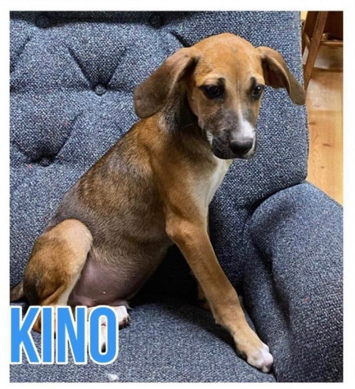 Kino — thumbnail 3