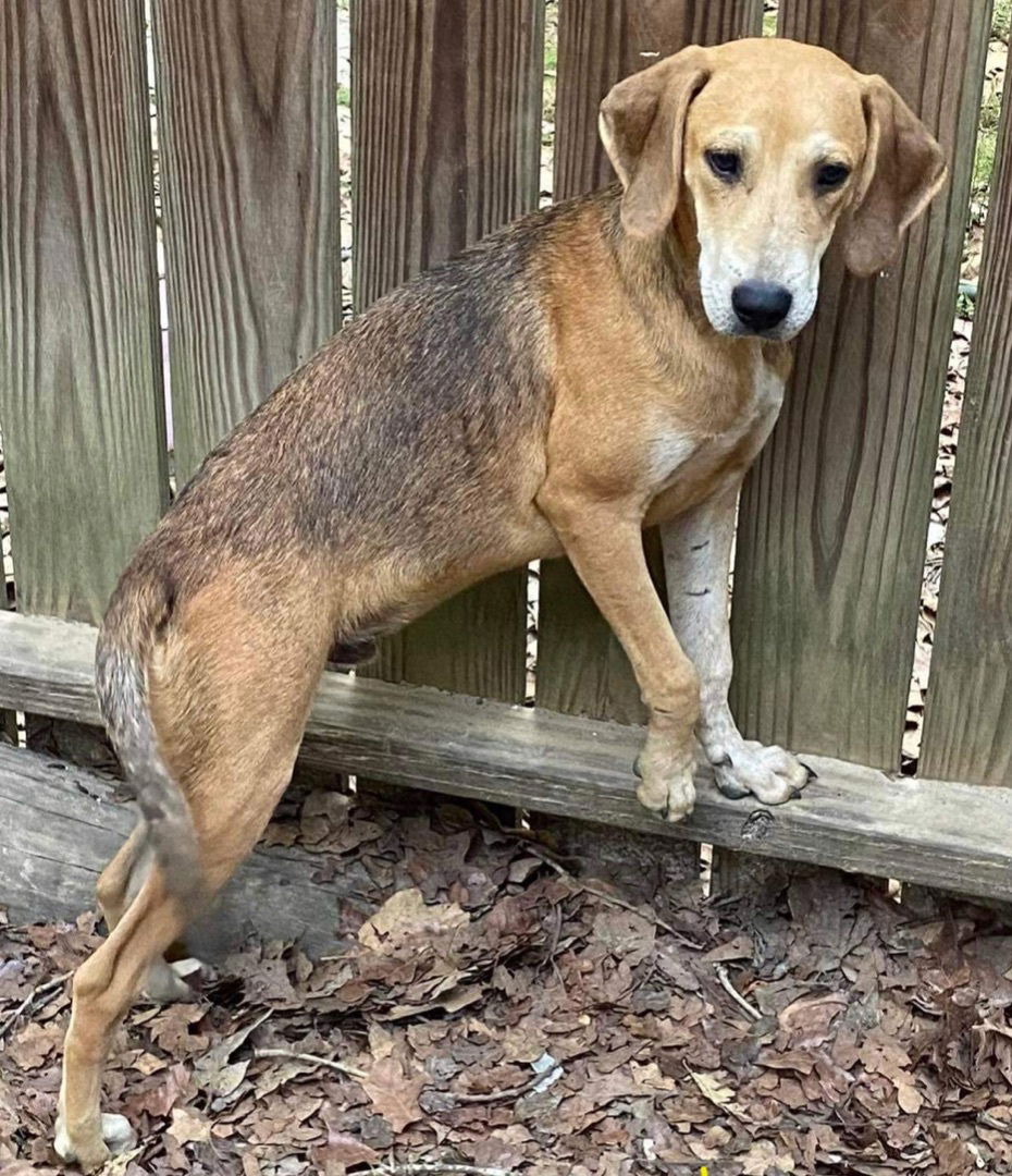 adoptable Dog in Semmes, AL named Kiko