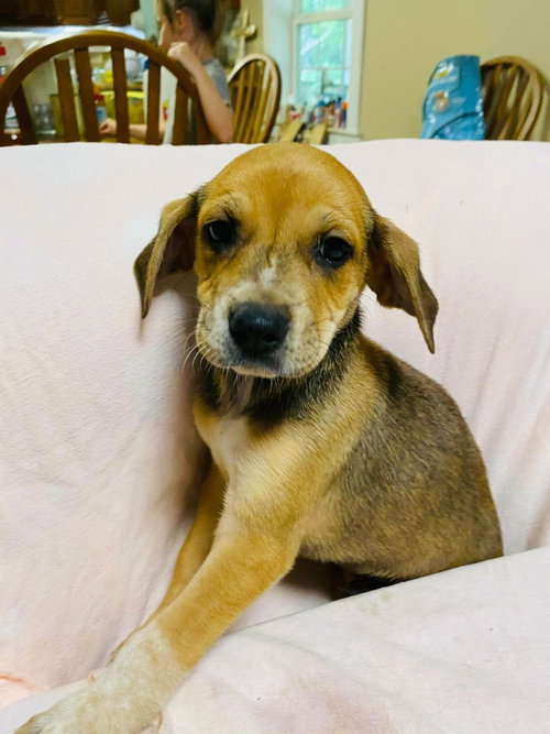 KIKO - Whippet / Australian Cattle Dog/Blue Heeler available for adoption