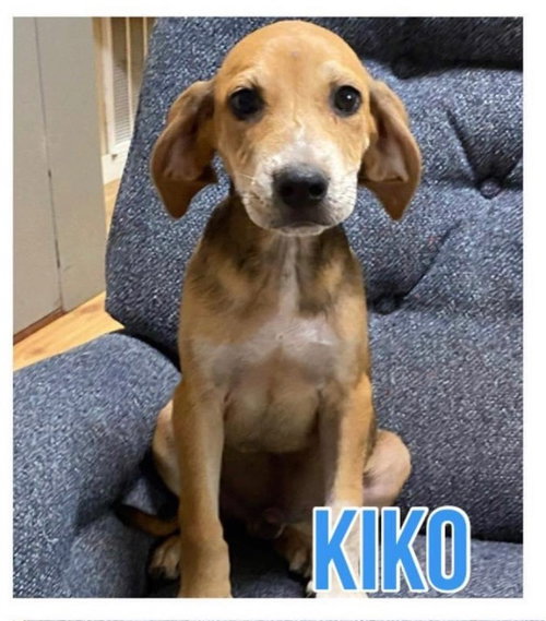 Kiko — thumbnail 3