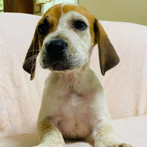 KERMIT - Hound / Australian Cattle Dog/Blue Heeler available for adoption