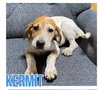 Kermit - Photo 3