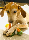 Kermit - Photo 4