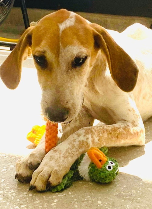 Photo 4 of Kermit