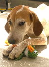 Kermit - Photo 5