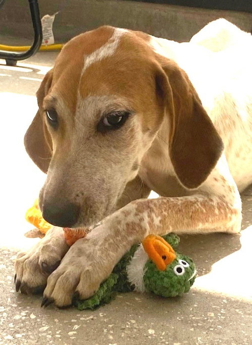 Photo 5 of Kermit