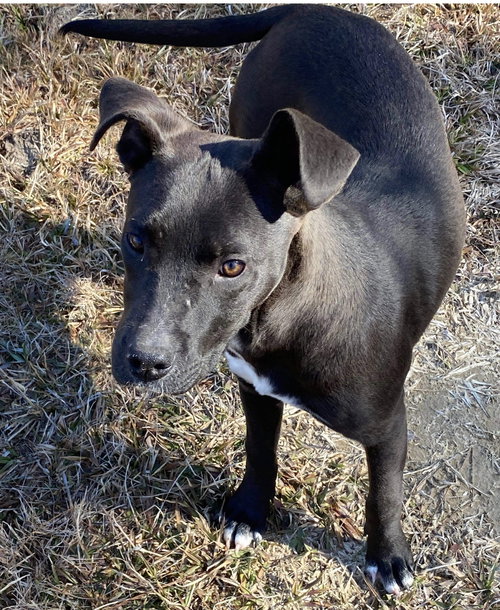 picture of the dog needing adoption