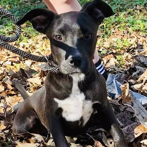 DANCER - Labrador Retriever / Terrier available for adoption