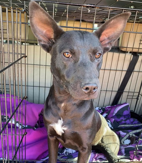 picture of the dog needing adoption