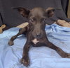 Brandy - Photo 2