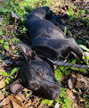 Brandy - Photo 5
