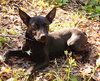 Brandy - Photo 6