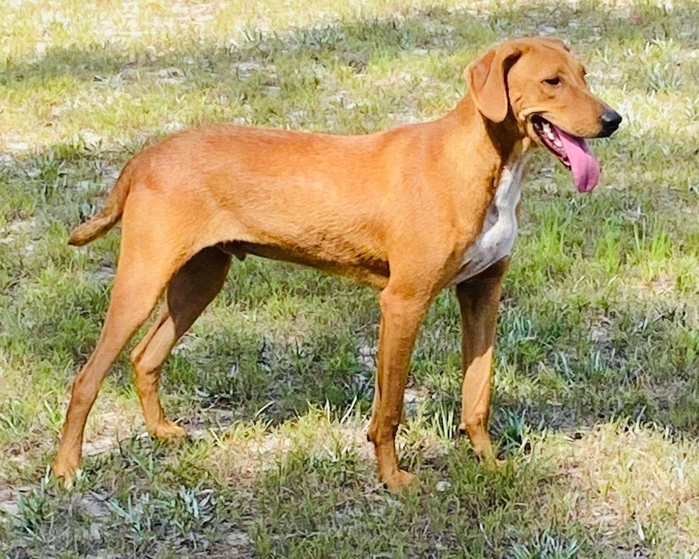 adoptable Dog in Semmes, AL named Alvin