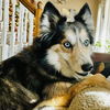 adoptable Dog in semmes, AL named Luna