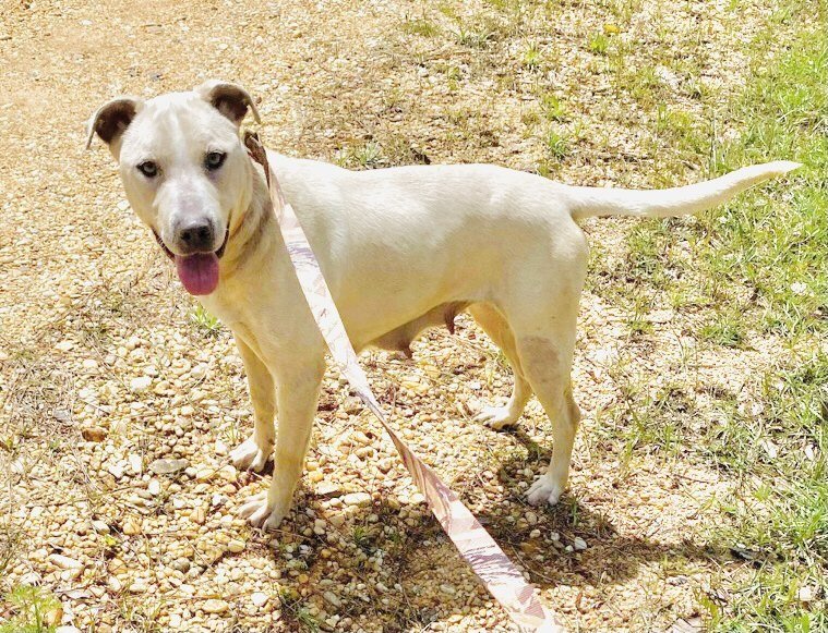 adoptable Dog in Semmes, AL named LilyBeth