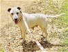adoptable Dog in semmes, AL named LilyBeth