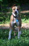 Sam - Photo 3