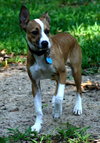 Sam - Photo 4