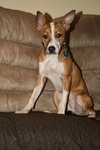 Sam - Photo 5
