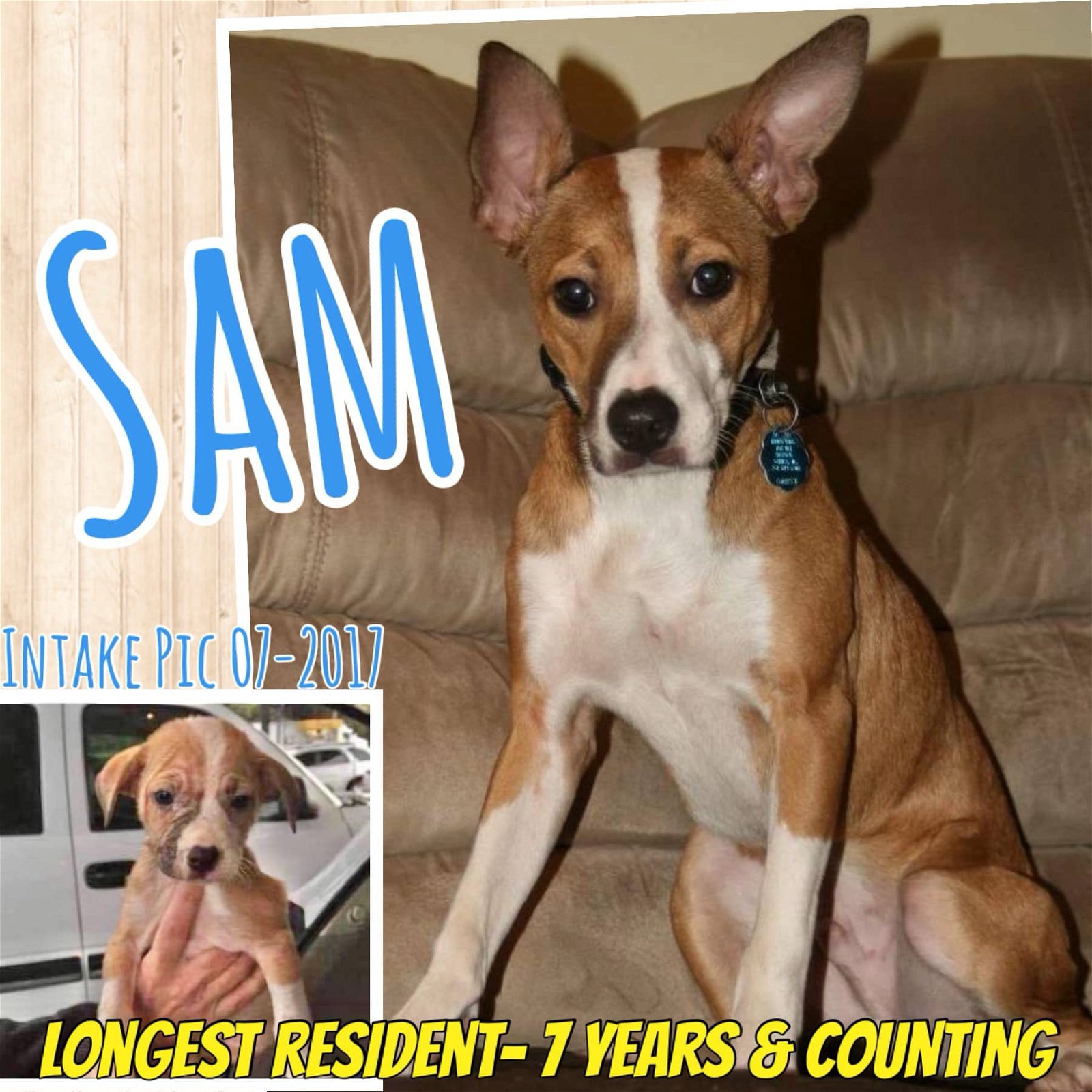 adoptable Dog in Semmes, AL named Sam
