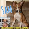 adoptable Dog in  named Sam