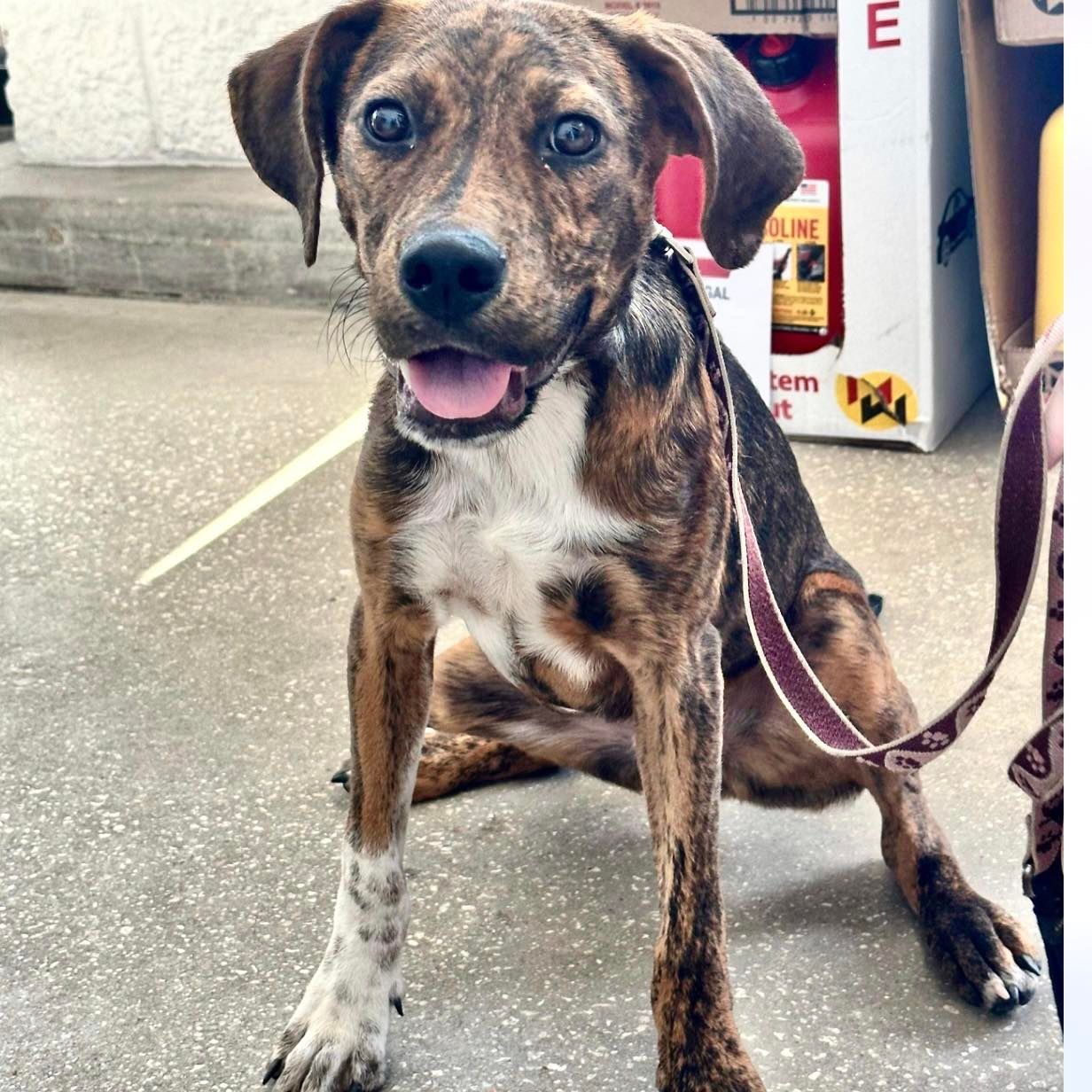 adoptable Dog in Semmes, AL named Tank