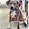 adoptable Dog in  named Tank