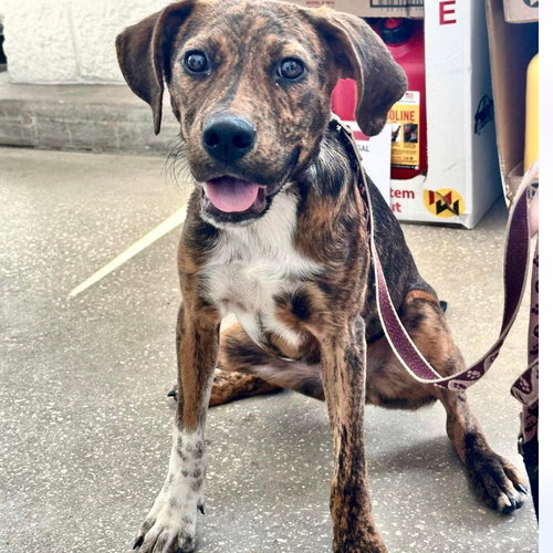 picture of the dog needing adoption