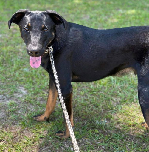 picture of the dog needing adoption