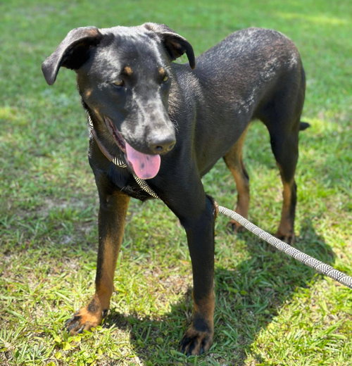 STU - Feist / Shepherd available for adoption