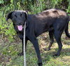 Shep - Photo 2