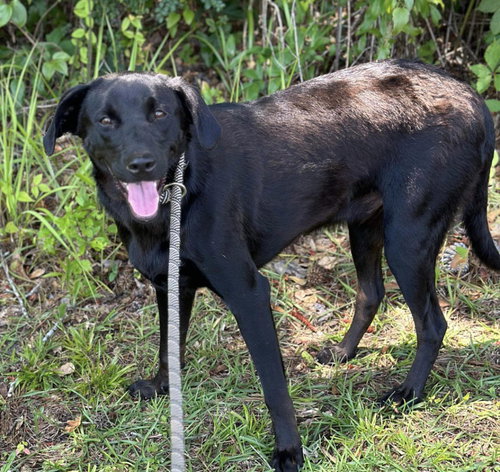 SHEP - Labrador Retriever available for adoption