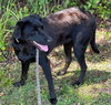 Shep - Photo 3